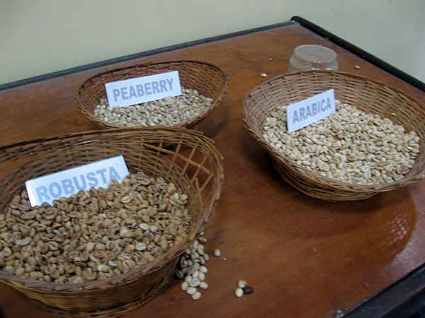 バタフライ・グローブ・ブランドのコーヒー工場　豆サンプル