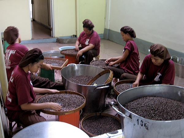 バタフライ・グローブ・ブランドのコーヒー工場でのスタッフ作業