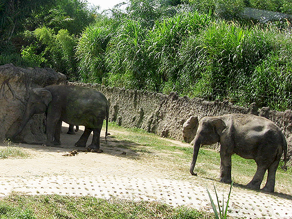 バリサファリ＆マリンパークのサファリ探検ツアー・スマトラ象