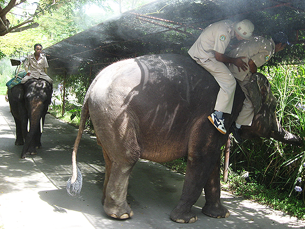 バリサファリ＆マリンパークの象のパトロール