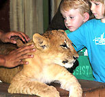 バリサファリ＆マリンパークの動物との記念撮影（ライオンの赤ちゃん）