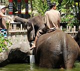 バリサファリ＆マリンパークの象の水浴び