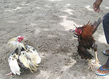 クイックシルバーのヌサペニダ島デイクルーズ　闘鶏